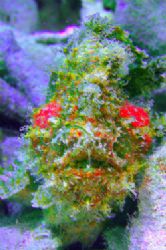 Hairy Frogfish. MABUL Island
D70,105mm by Frankie Tsen 